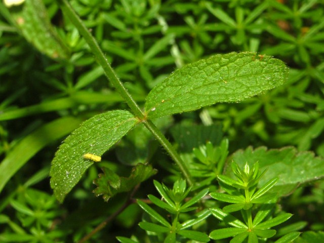 Stachys recta  / Stregona gialla